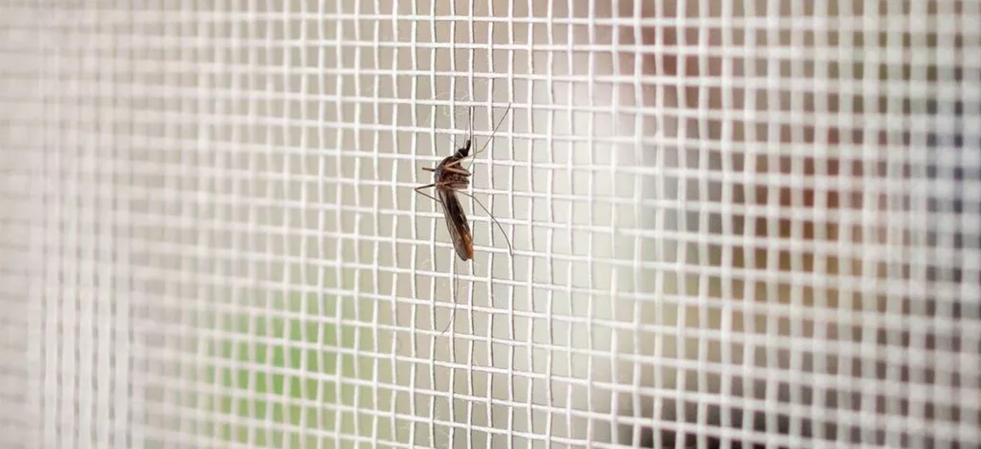 Mosquito protection windows: effective and inexpensive a mosquito on a fly screen