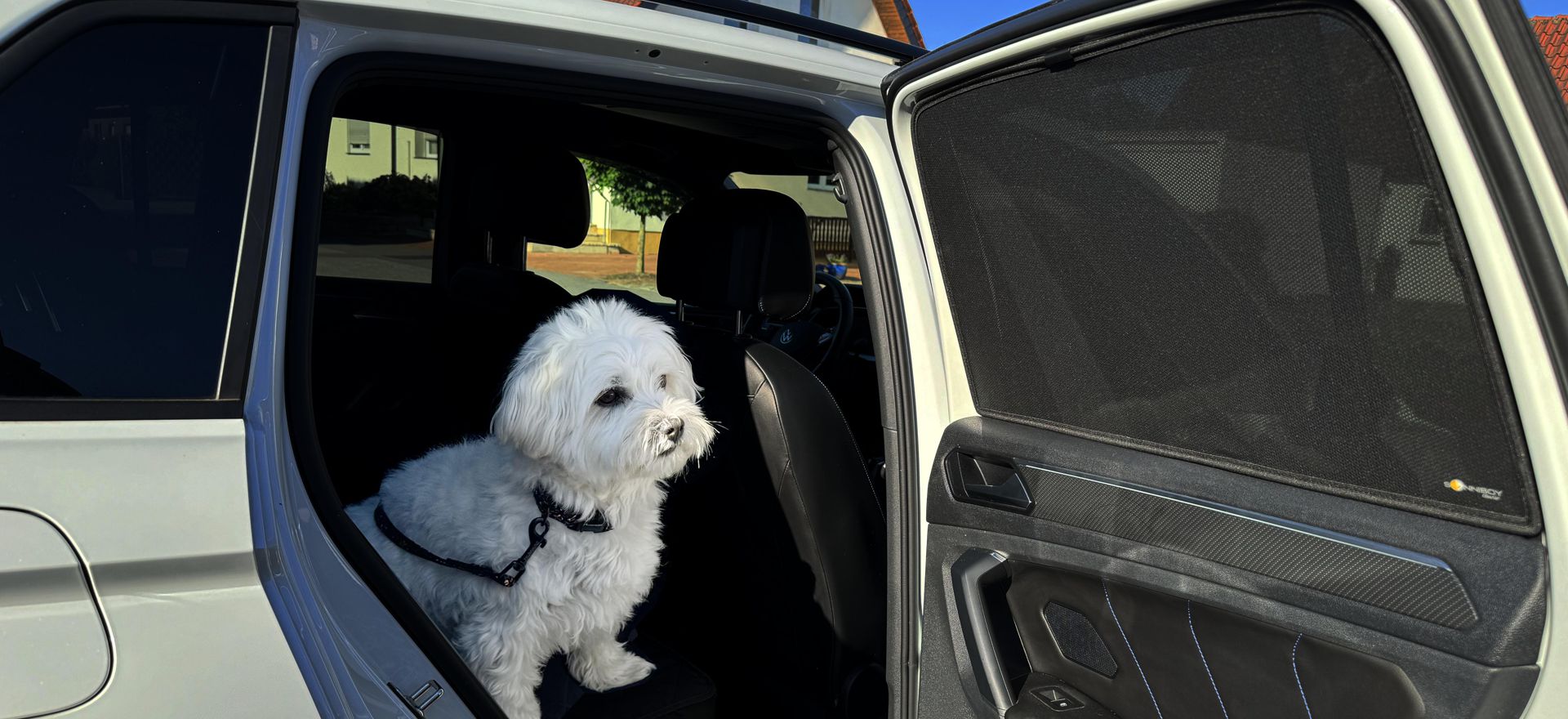 Transporting dogs and pets protected from the sun in the car a little dog sitting on the back seats of a car with open back door