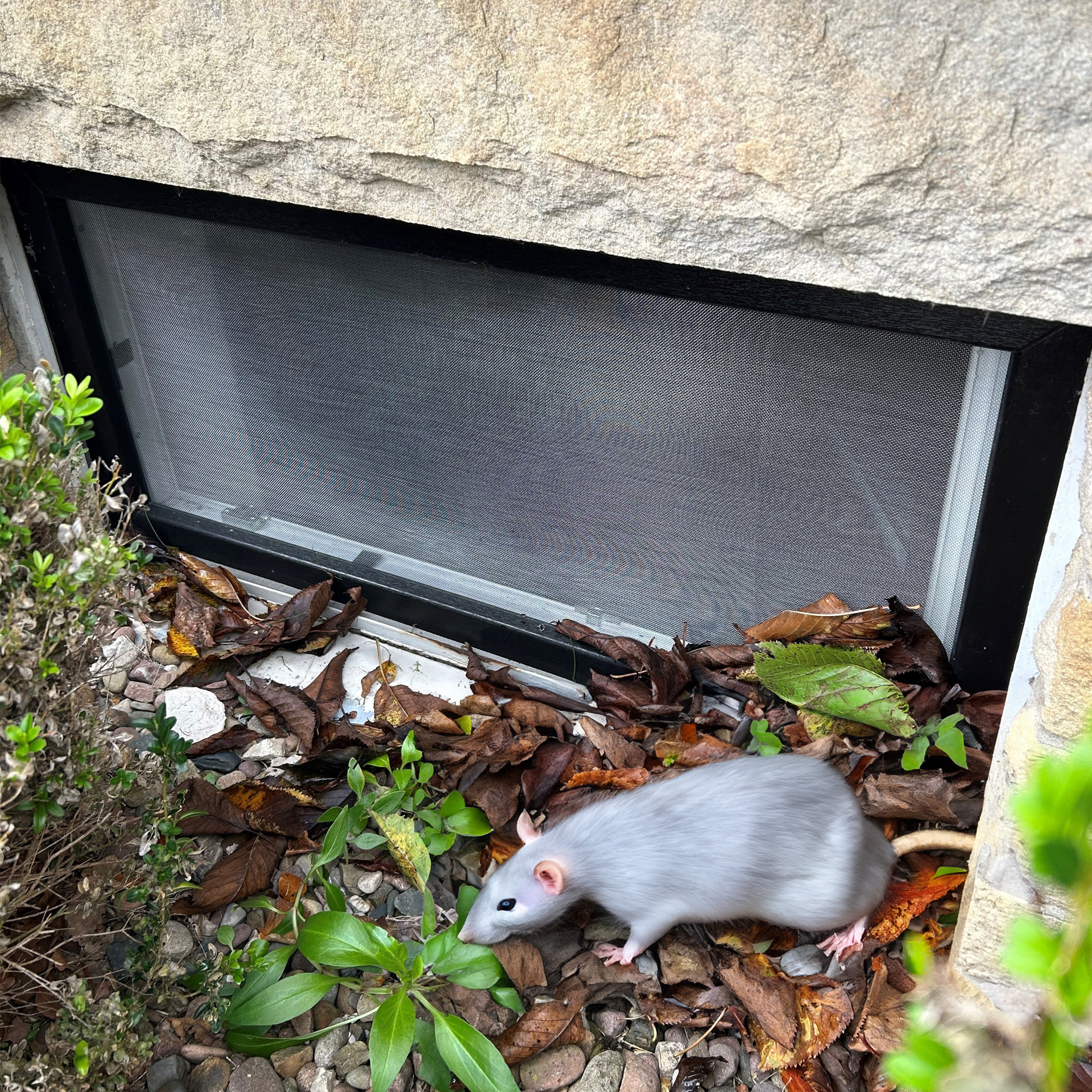 a cellar window with a winclip and a mouse in front of it
