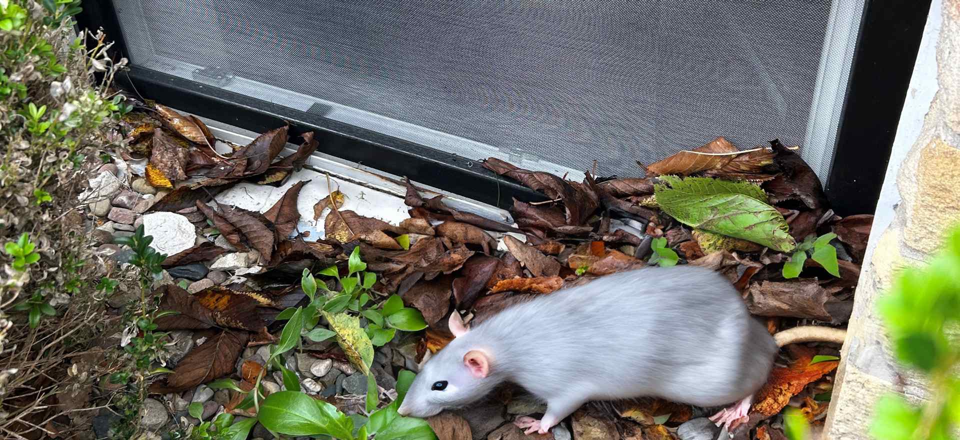eine Ratte sitzt vor einem Kellerfenster mit Nagerschutz